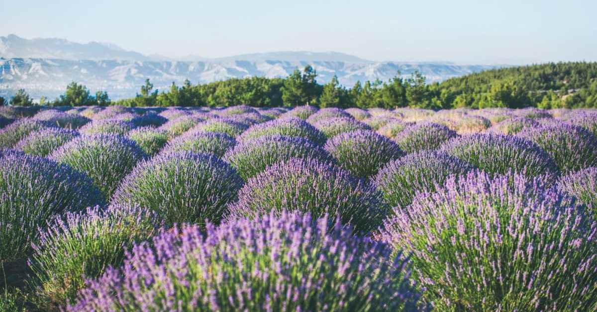 Campos de flores en primavera que no te puedes perder
